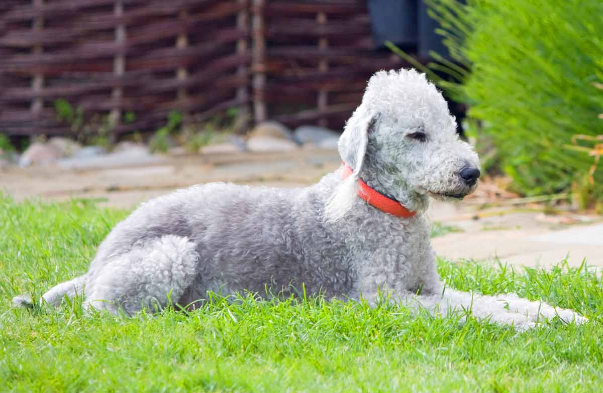 Bedlington Terrier : Profile, Facts, Traits, Care, Health, Groom - DogDwell