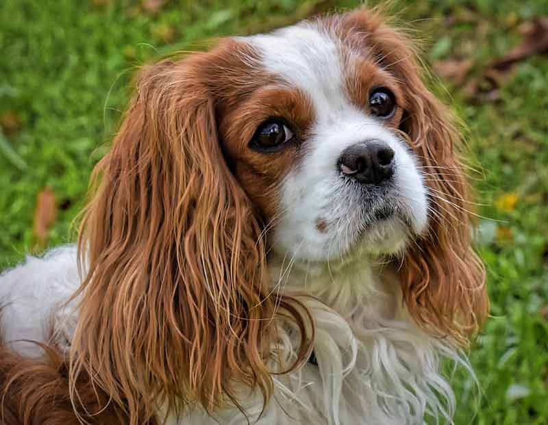cavalier king charles spaniel dog rescue