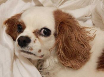 cavalier charles king spaniel grown cocker teacup profile breed mix