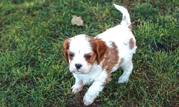 White Cavalier King Charles Spaniel - Care 