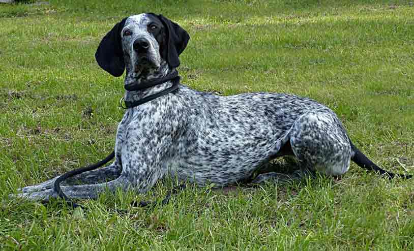 Black Brittany Spaniel - Profile | Care | Training | Intelligence - Dog ...