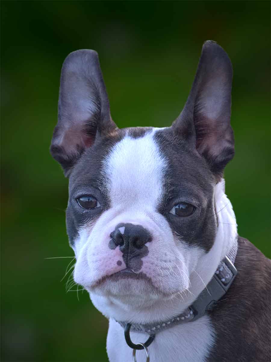 53+ Boston Terrier Blue Puppies Photo - Codepromos
