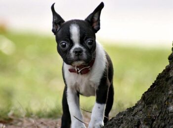 Blue Boston Terrier - Profile | Care | Traits | Puppies ...