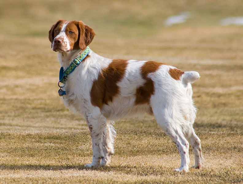 English Brittany Spaniel - Profile | Care | Personality | Training ...