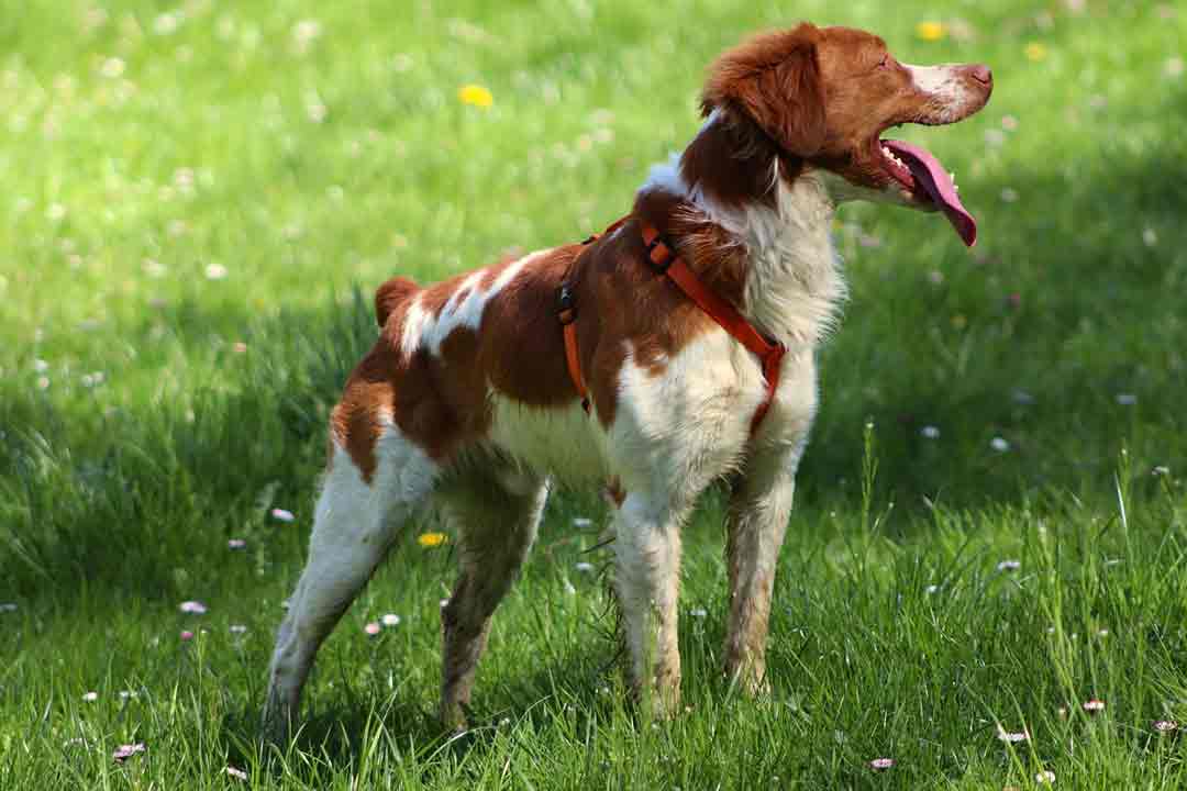 Liver and White Brittany Spaniel - Profile | Care | Puppy ...