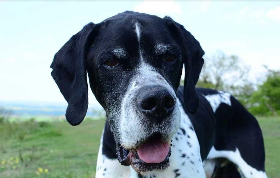 Lemon English Pointer  Description  Temperament  Health  Dog Dwell