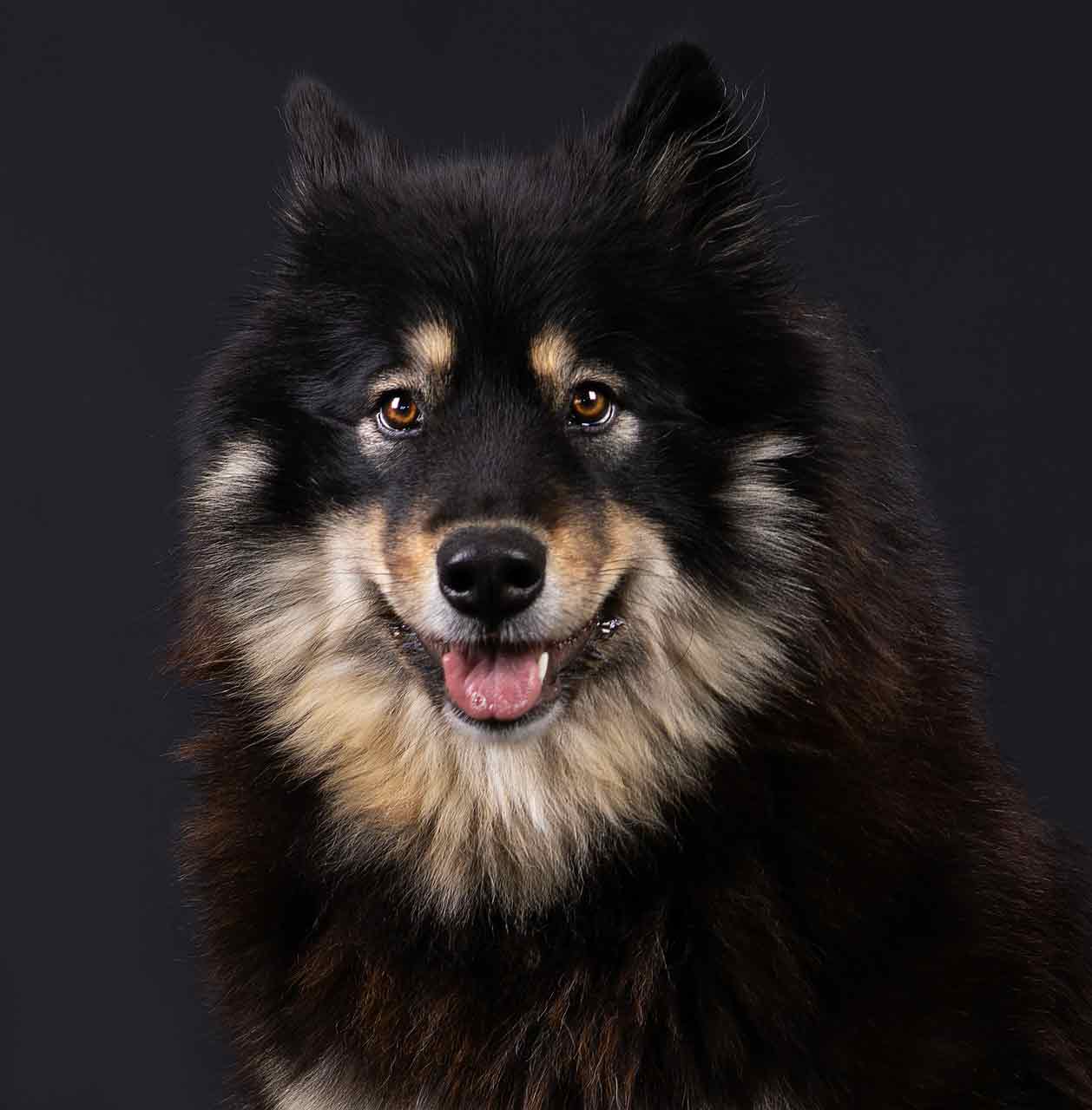 Swedish Lapphund Puppies - Profile | Care | Facts | Health | Diet - Dog ...