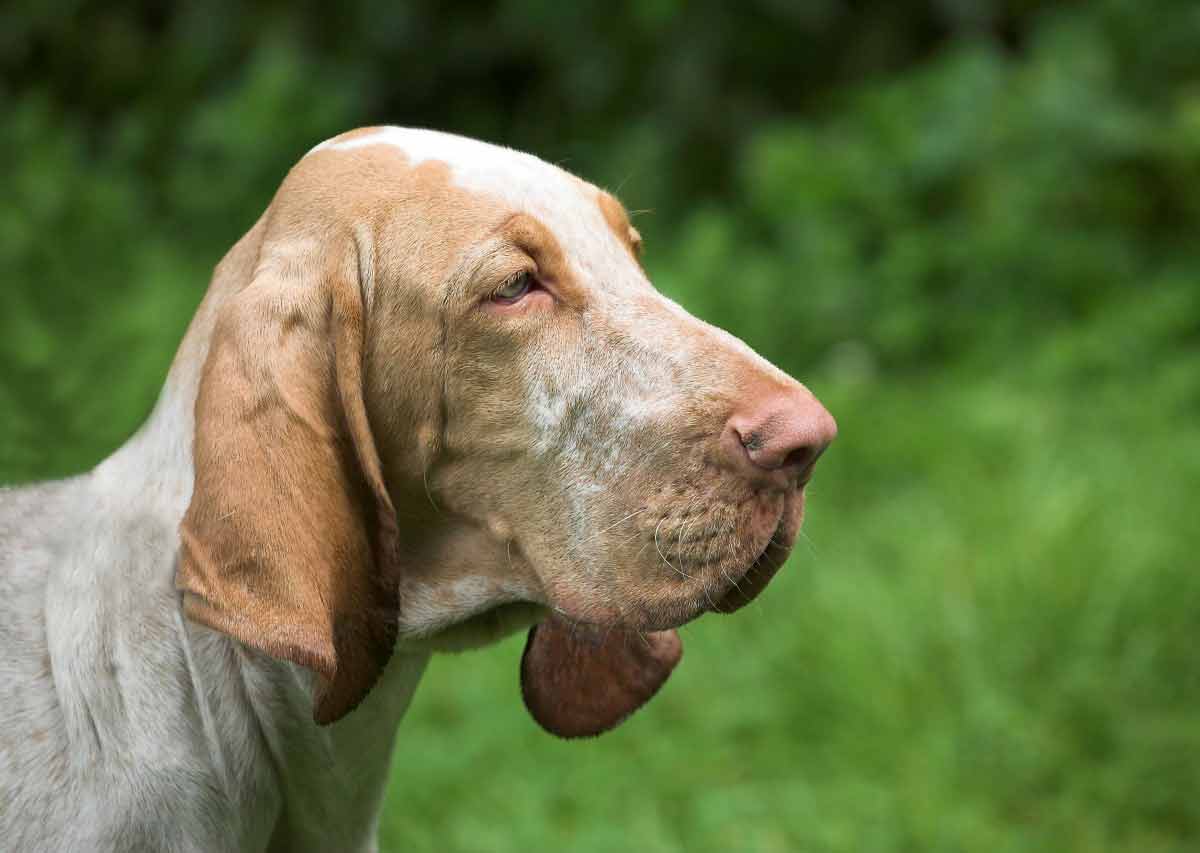 Wirehaired Weimaraner - Profile | Care | Facts | Traits | Diet - Dog Dwell