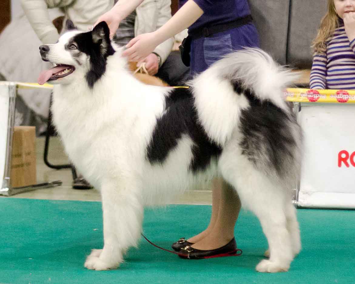 laika breed