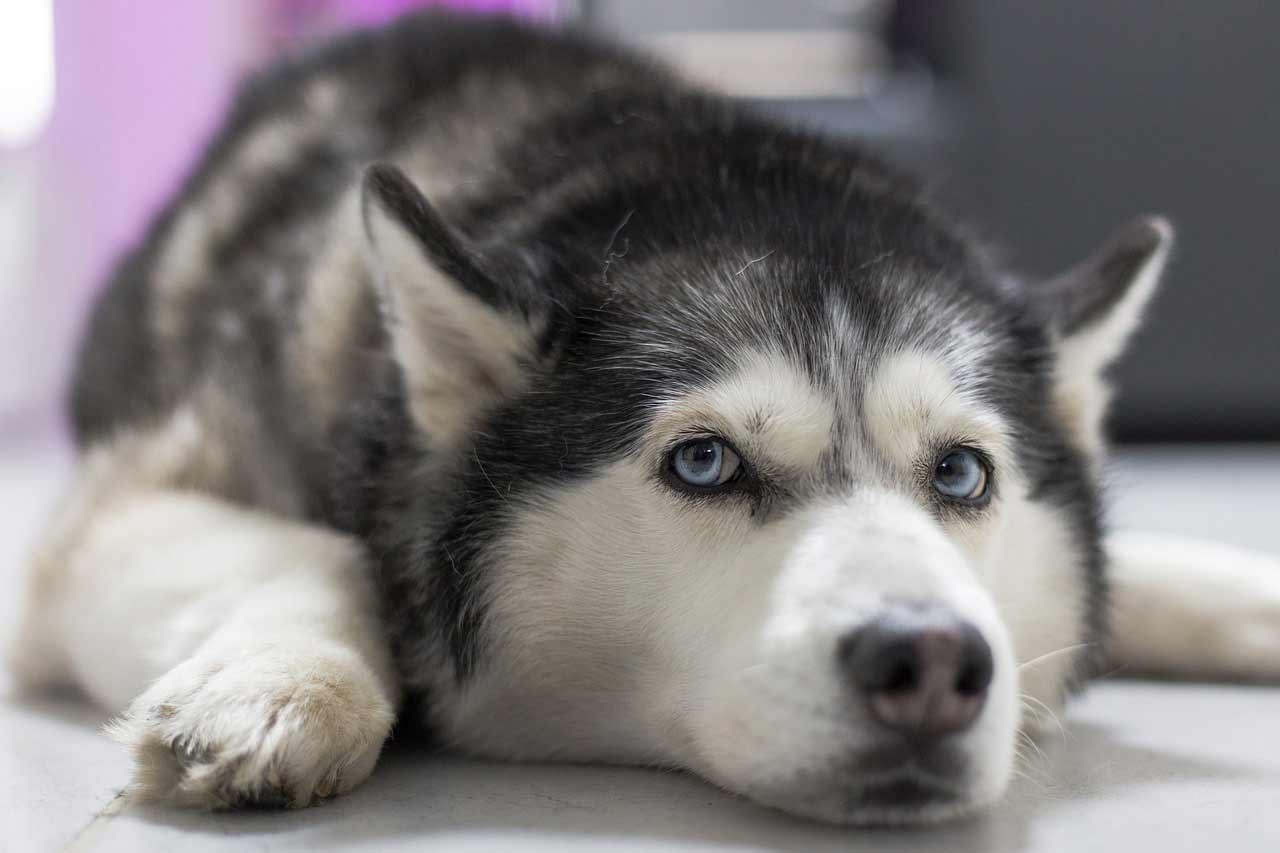 Chinook Husky Dog - Mix | Profile | Care | Facts | Traits | Diet - Dog ...