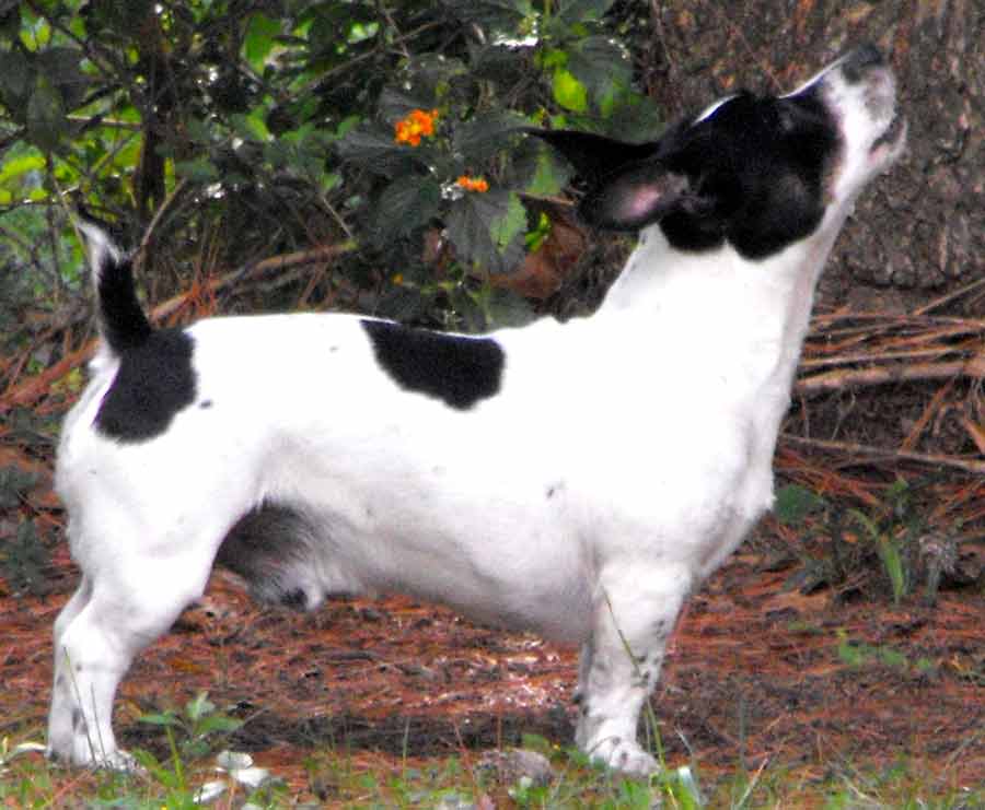 Teddy Roosevelt Rat Terrier - Profile | Facts | Care | Grooming - Dog Dwell