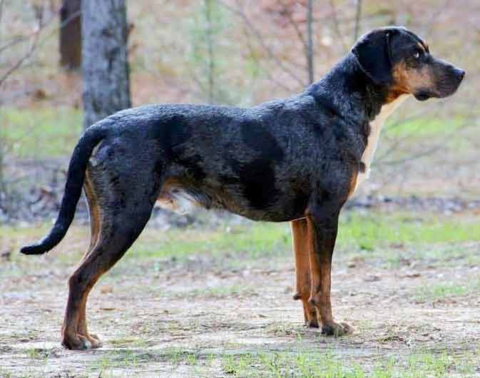 Catahoula Leopard Dog Profile Traits Care Behavior Dog Dwell