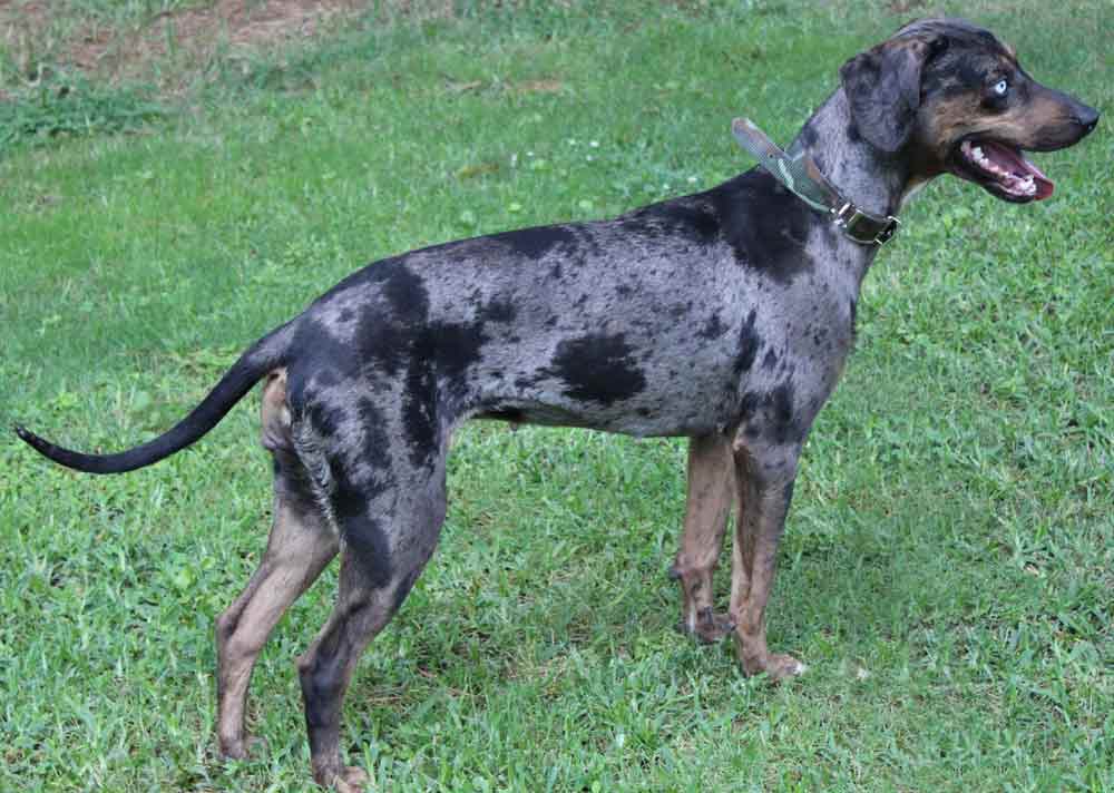 Blue Catahoula Leopard Dog - Traits | Care | Behavior - Dog Dwell