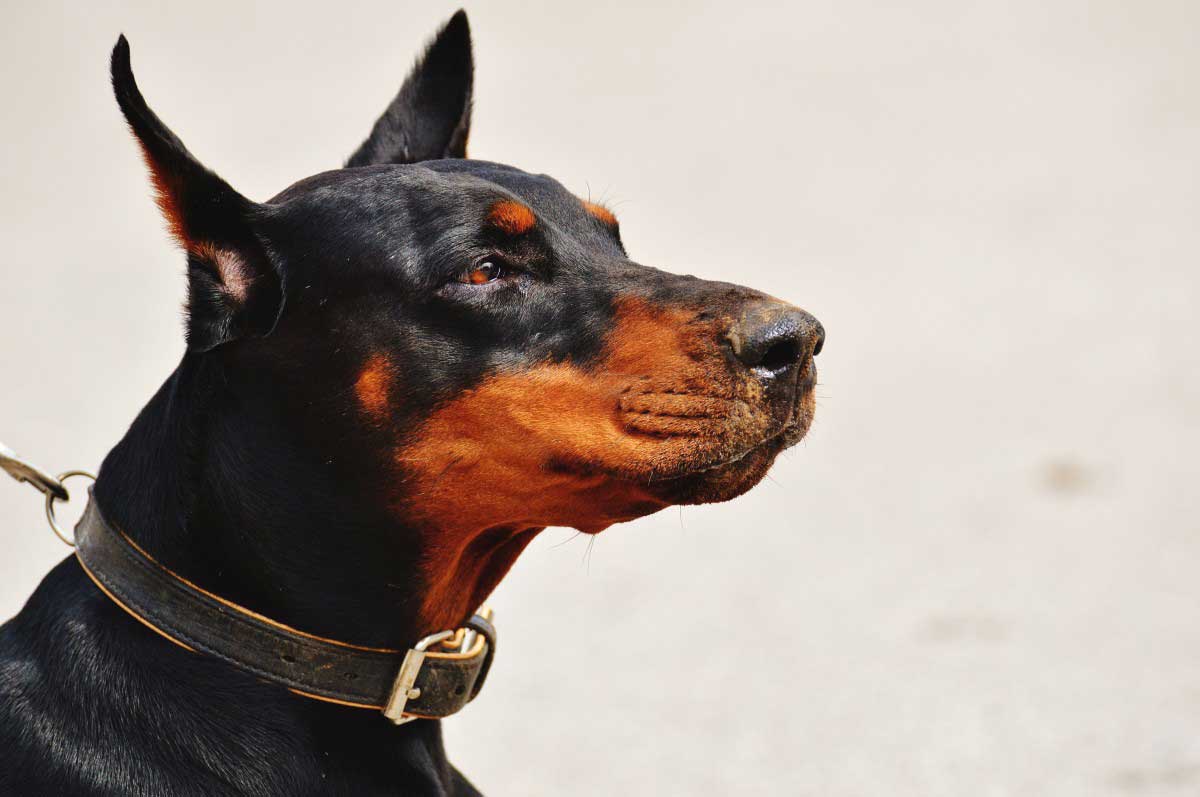 How to Stop Excessive Barking Using E-collar: 6 Steps - DogDwell